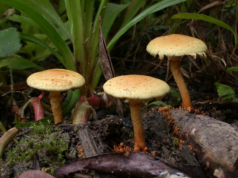 Pholiota lucifera